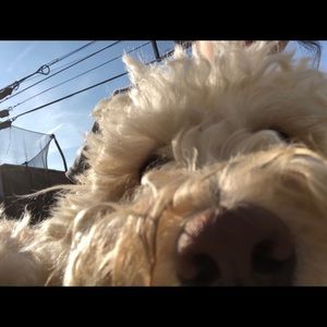 Meet your Posher, Ella